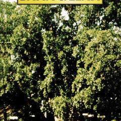 Collection image for: Baha’i Books