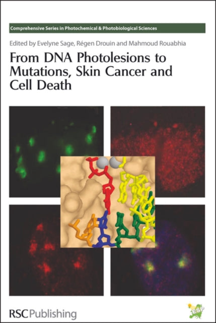 From DNA Photolesions to Mutations Skin Cancer