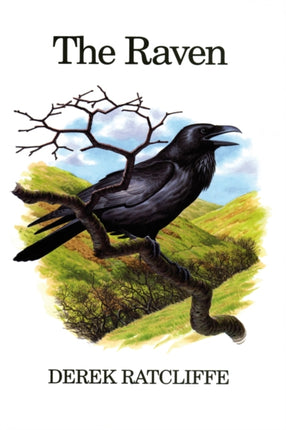 The Raven A Natural History in Britain and