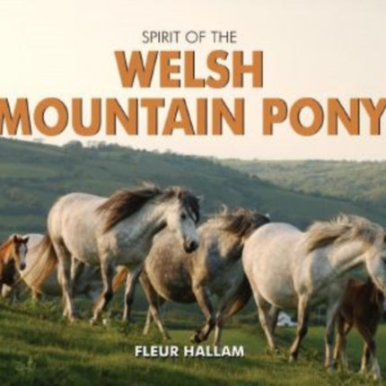 Spirit of the Welsh Mountain Pony