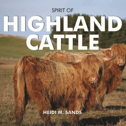 Spirit of Highland Cattle