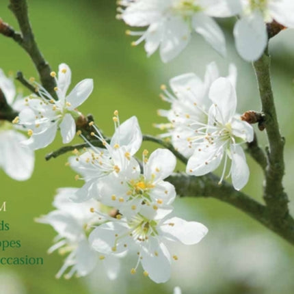 20 Notecards and Envelopes Blossom  a delightful