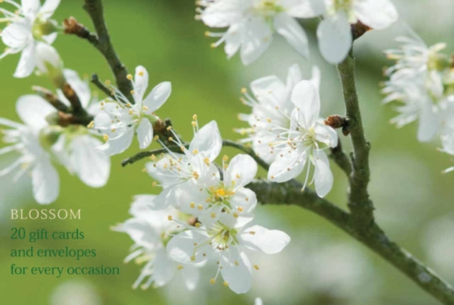 20 Notecards and Envelopes Blossom  a delightful