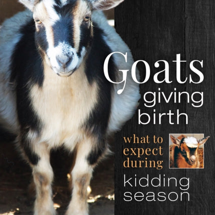 Goats Giving Birth: What to Expect during Kidding Season