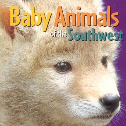 Baby Animals of the Southwest