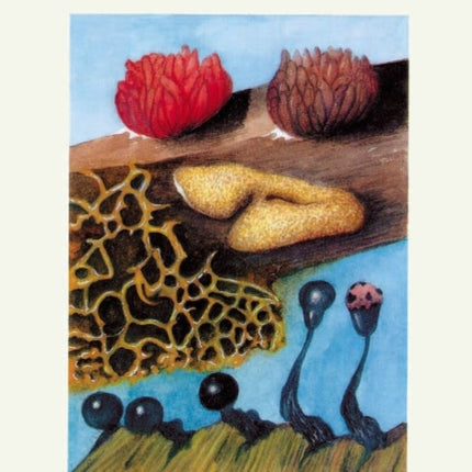 Myxomycetes