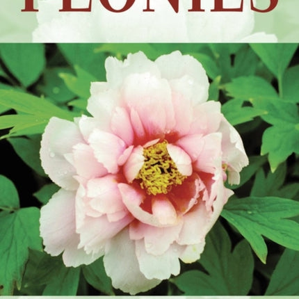 Peonies