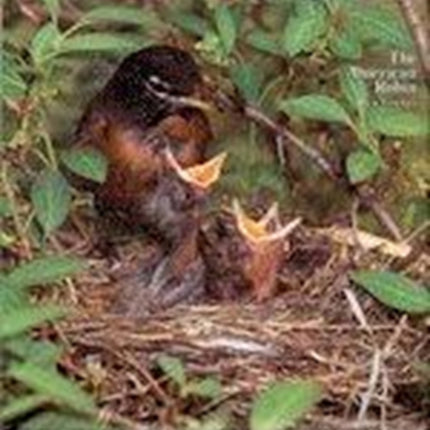 The American Robin: A Backyard Institution