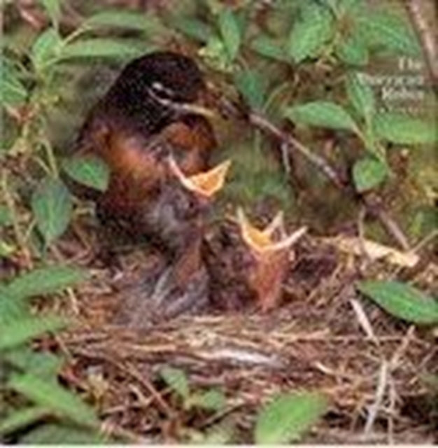 The American Robin: A Backyard Institution