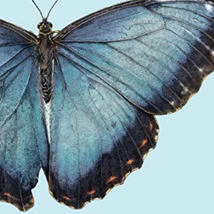 Sensational Butterflies