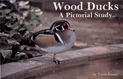 Wood Ducks: A Pictorial Study