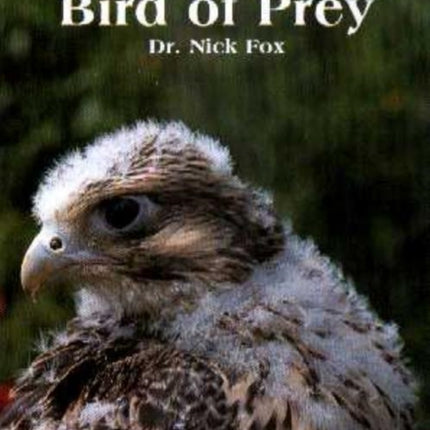 Understanding the Bird of Prey