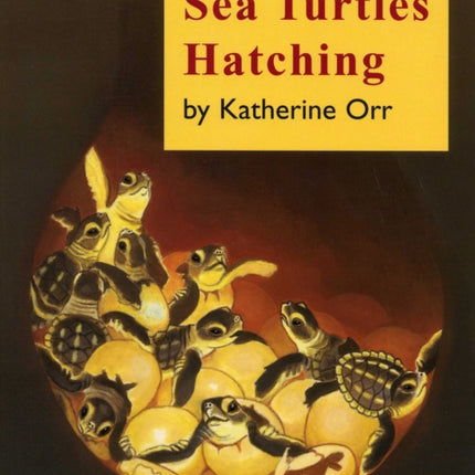 Sea Turtles Hatching