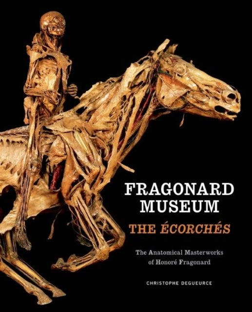 Fragonard Museum: The Écorchés: The Ecorches