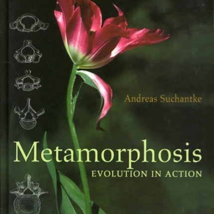 Metamorphosis: Evolution in Action