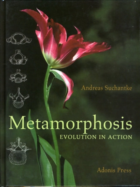 Metamorphosis: Evolution in Action