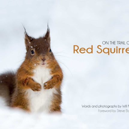 On the Trail of Red Squirrels