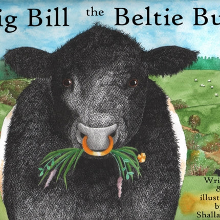 Big Bill the Beltie Bull