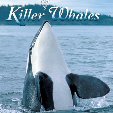 A Pod of Killer Whales: The Mysterious Life of the Intelligent Orca