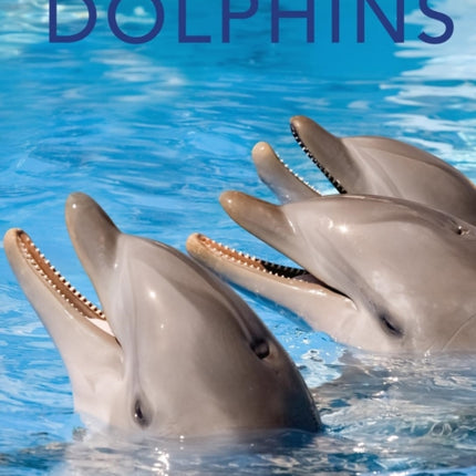 Dolphins Amazing Pictures  Fun Facts on Animals in Nature