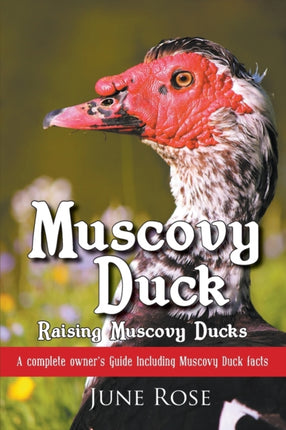 Muscovy Duck Raising Muscovy Ducks