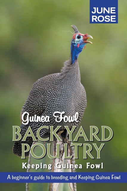 Guinea Fowl Backyard Poultry