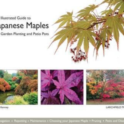 An Illustrated Guide to Japanese Maples for Garden Planting and Patio Pots