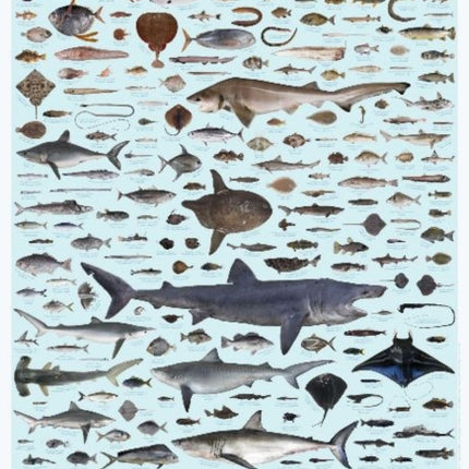 The Fishes of New Zealand poster (pack of 5)