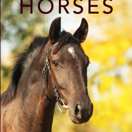 Horses Amazing Pictures  Fun Facts on Animals in Nature