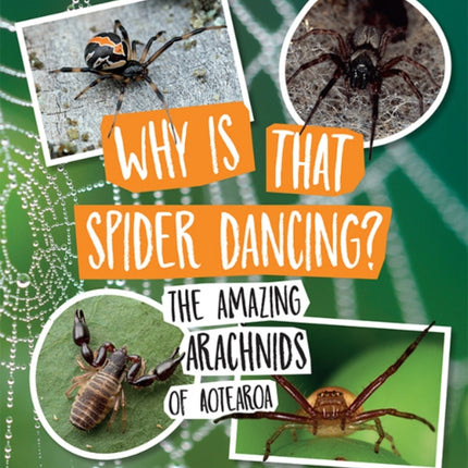 Why Is That Spider Dancing?: The Amazing Arachnids of Aotearoa