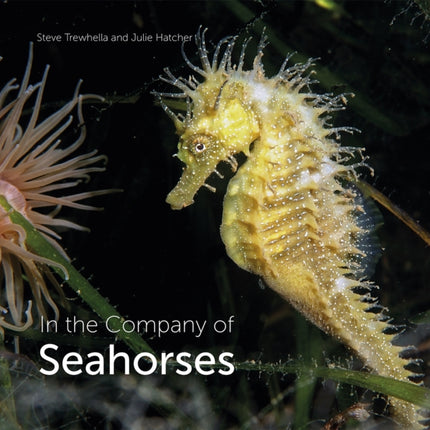 In the Company of Seahorses