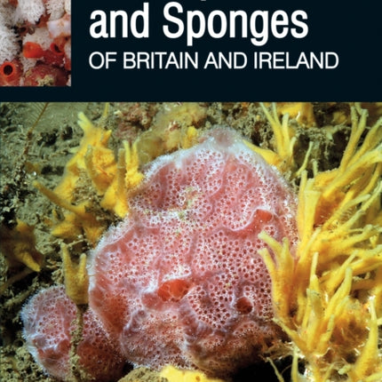 Sea Squirts and Sponges of Britain and Ireland