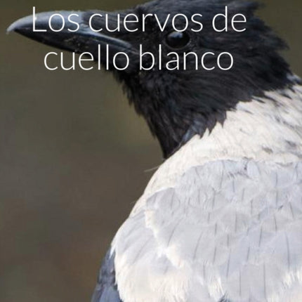 Los cuervos de cuello blanco