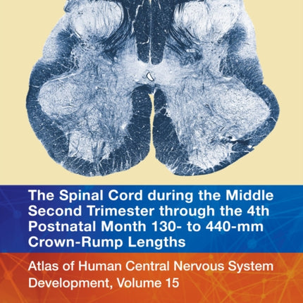 The Spinal Cord during the Middle Second
