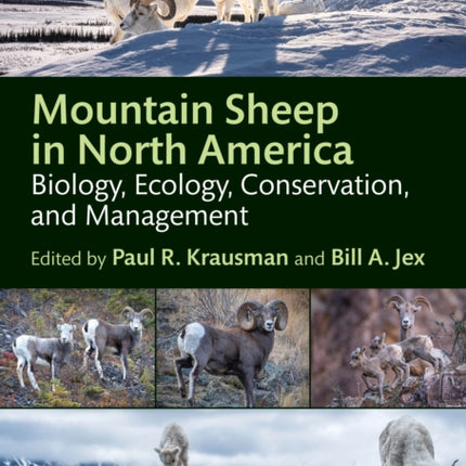 Mountain Sheep in North America