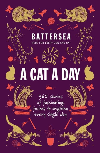 Battersea Dogs and Cats Home  A Cat a Day