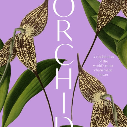 The Orchid Royal Botanic Gardens Kew