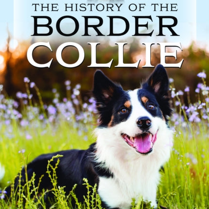 The History of the Border Collie