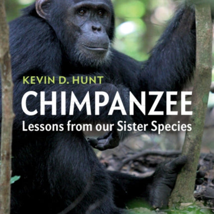 Chimpanzee