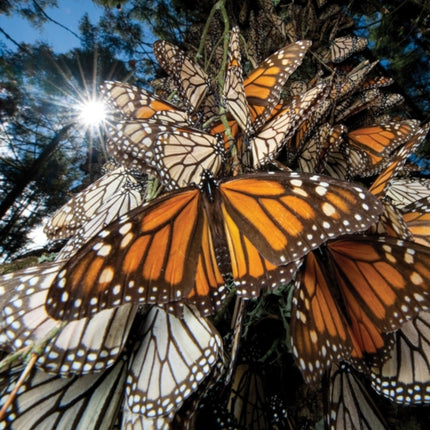 Essentials of Ecology