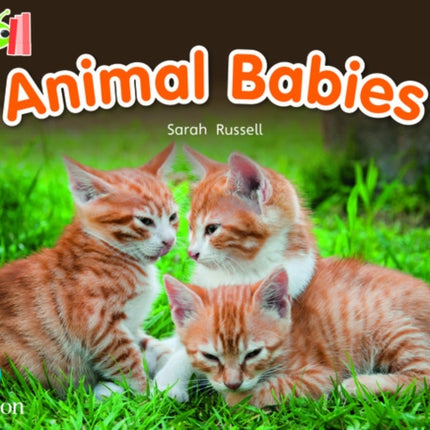 Bug Club Reading Corner: Age 4-7: Animal Babies