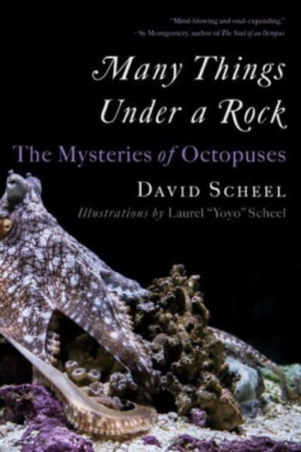 Many Things Under a Rock  The Mysteries of Octopuses