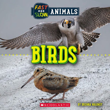 Birds Wild World Fast and Slow Animals