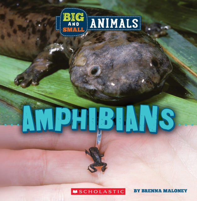 Amphibians (Wild World: Big and Small Animals)