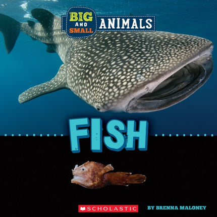 Fish Wild World Big and Small Animals