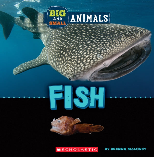 Fish Wild World Big and Small Animals