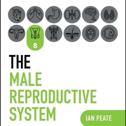 The Male Reproductive System