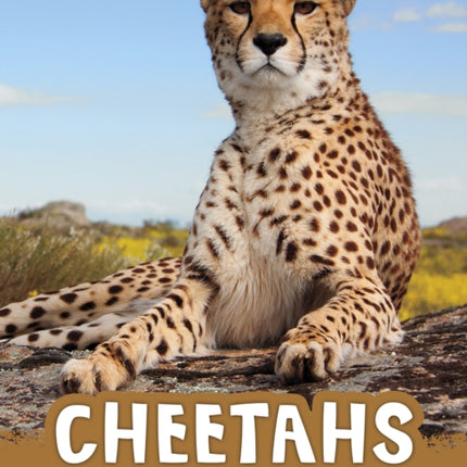 Cheetahs