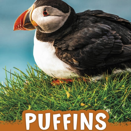 Puffins