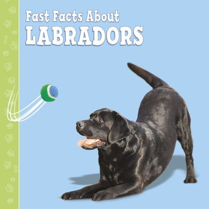 Fast Facts About Labradors